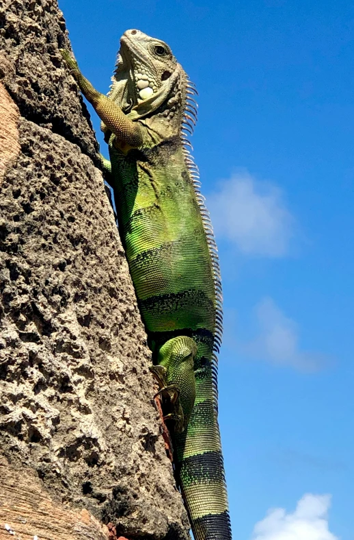 an iguana climbs on a rock wall against the sky