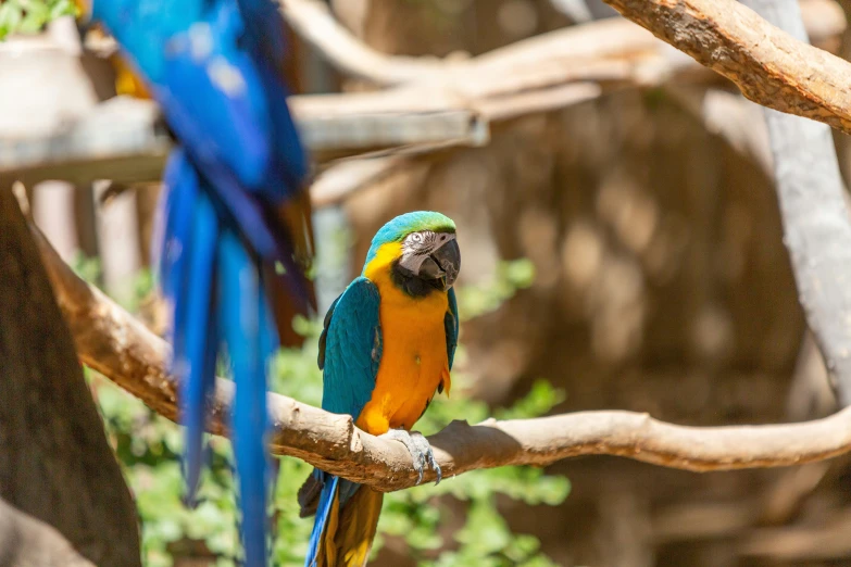 two blue and yellow macaws on tree limb in zoo