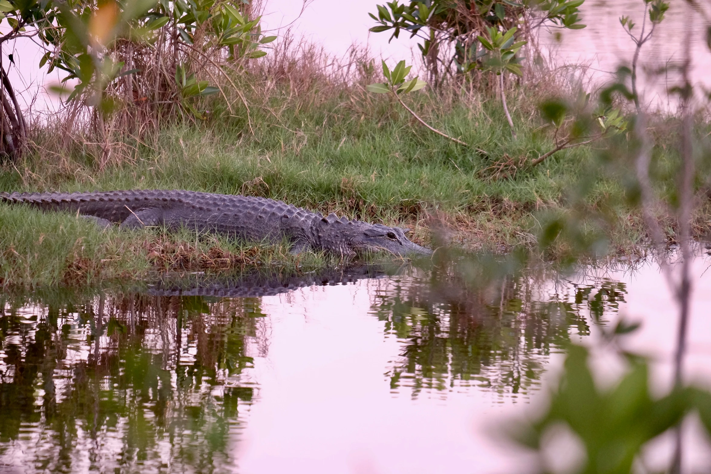 an alligator sits in the shallows of the river