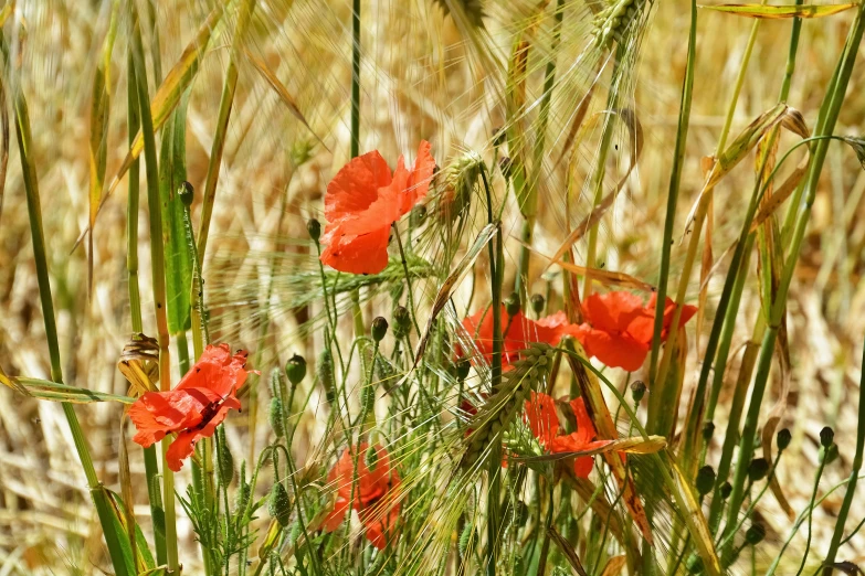 red flowers are in the middle of a field