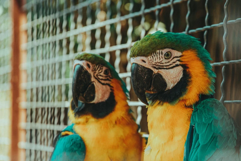 two parrots are sitting together on the bars