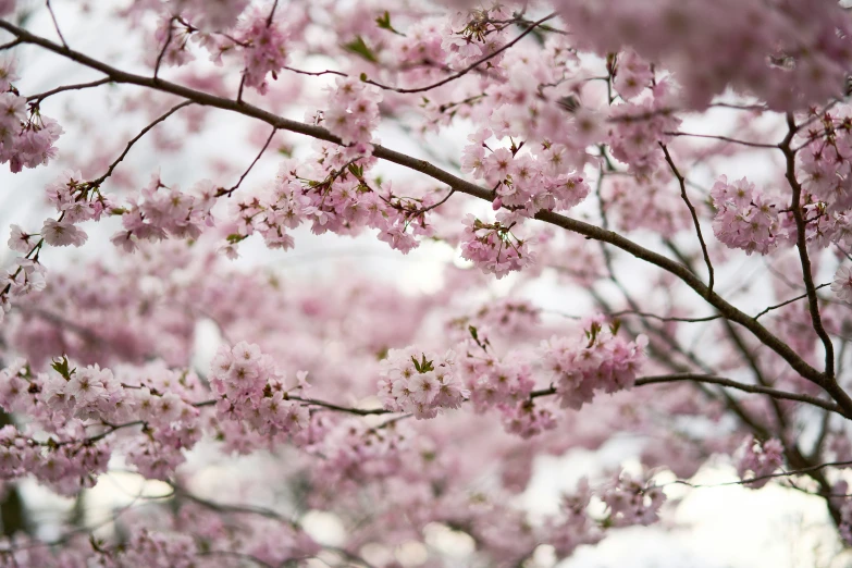 a tree in bloom with very pink flowers