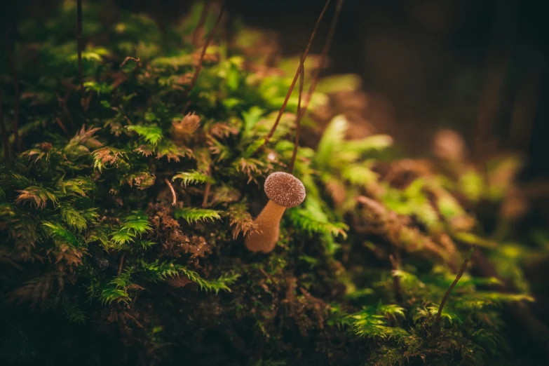 mushroom on the moss with green leaves