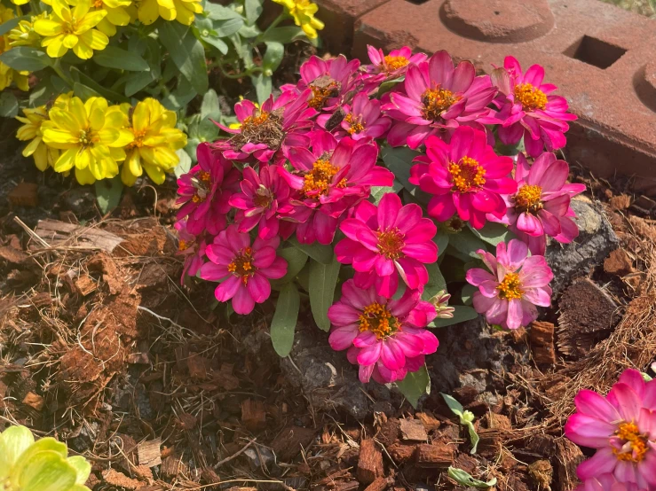 colorful flowers that are growing out of the dirt