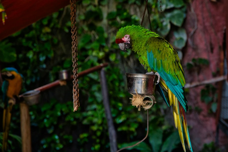 parrot perches on top of the bucket with seed inside