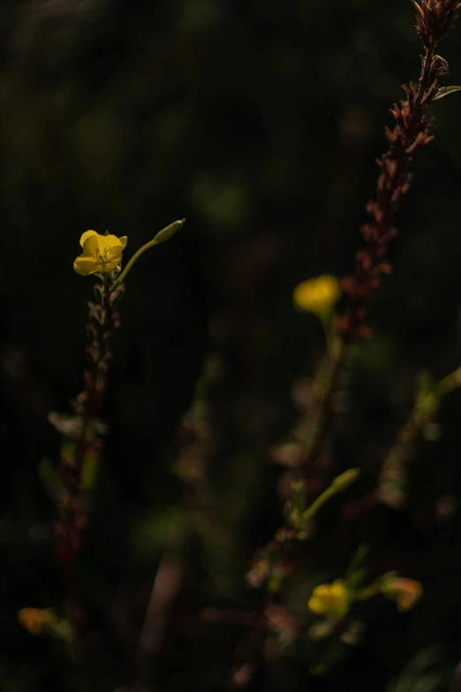 a single yellow flower in front of some trees