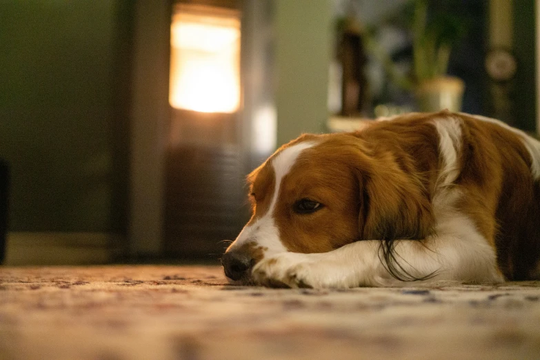 a dog laying on the ground next to a door