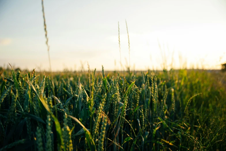 this is a po of a field in the daytime