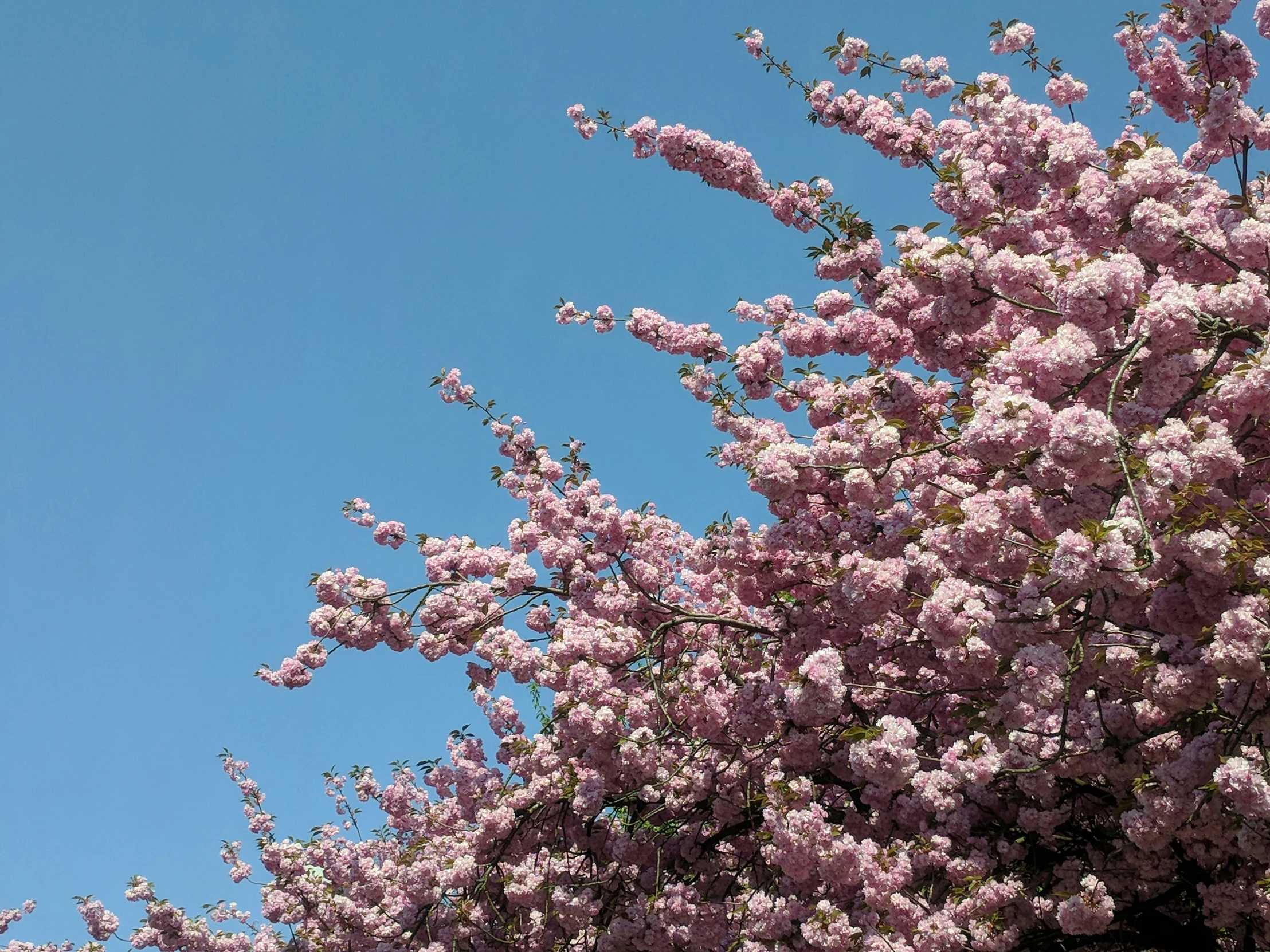 beautiful pink tree blossoms against blue sky and cloudless skies