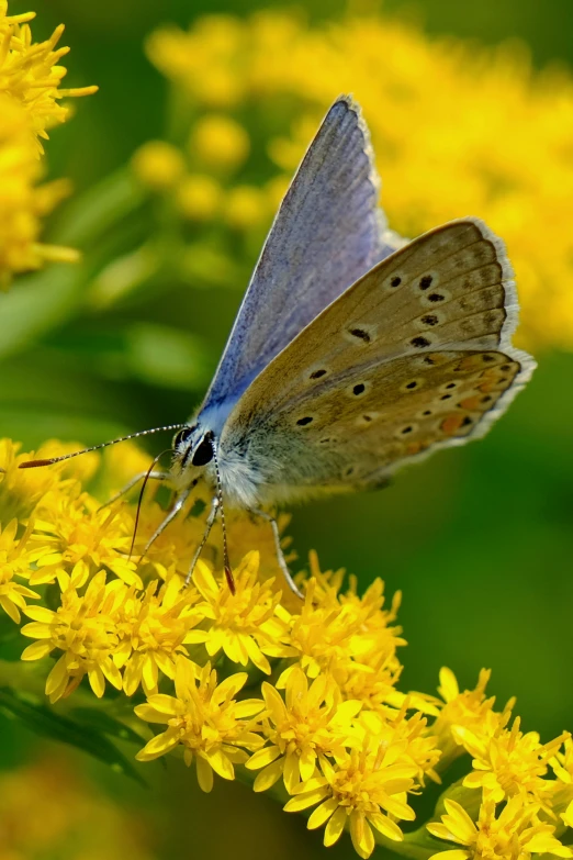 a blue erfly is sitting on yellow flowers