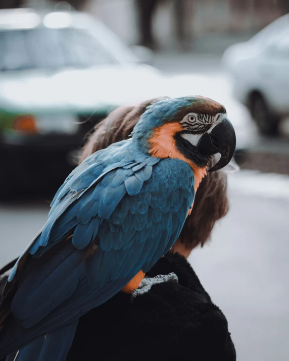 the bird has a blue and orange feathers on it's head