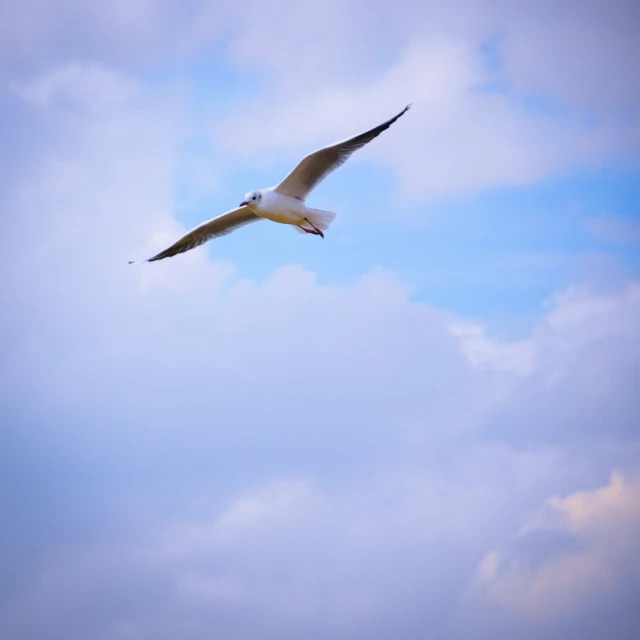 a bird flying in the air with some clouds