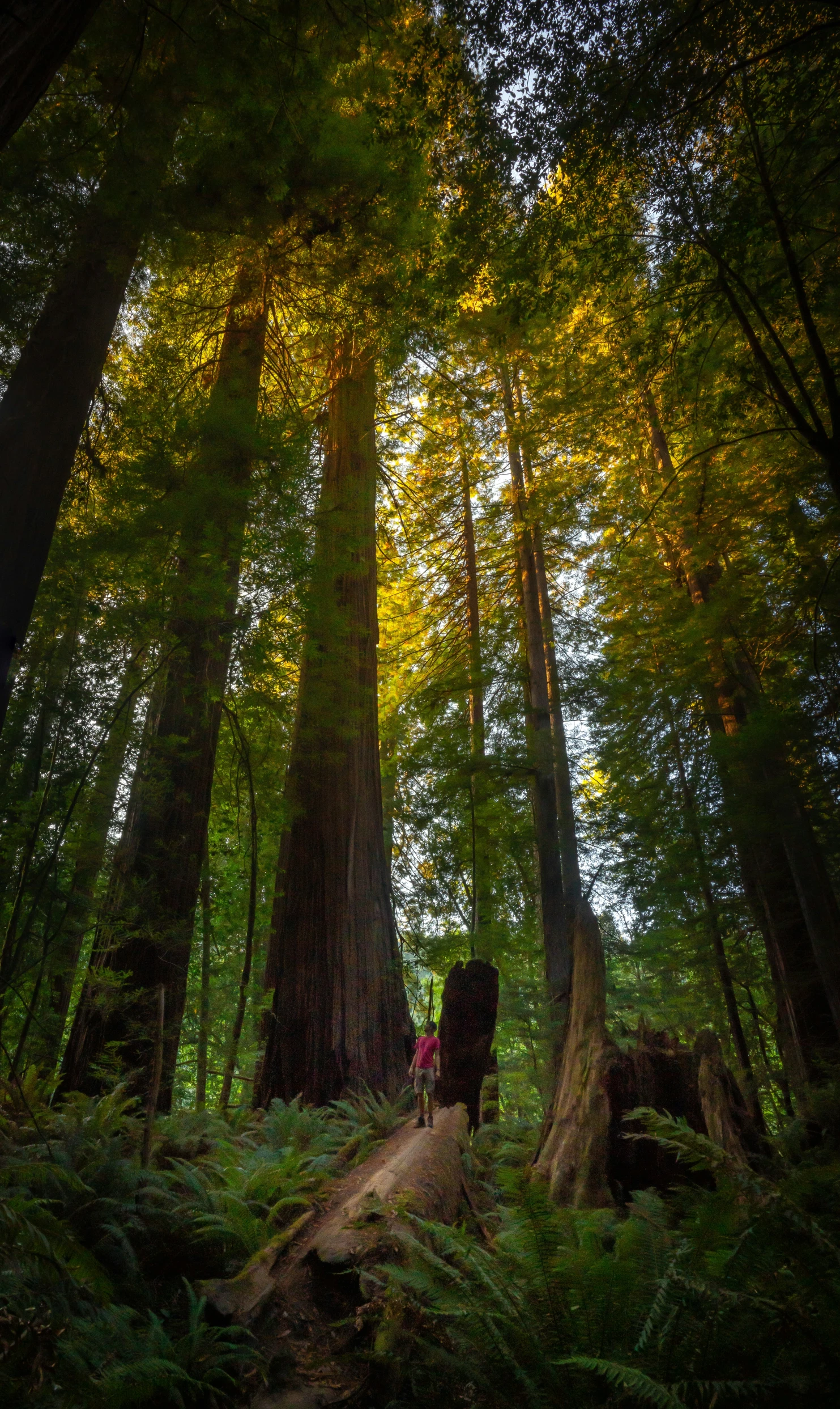 a couple of cows walking down a path between two tall trees