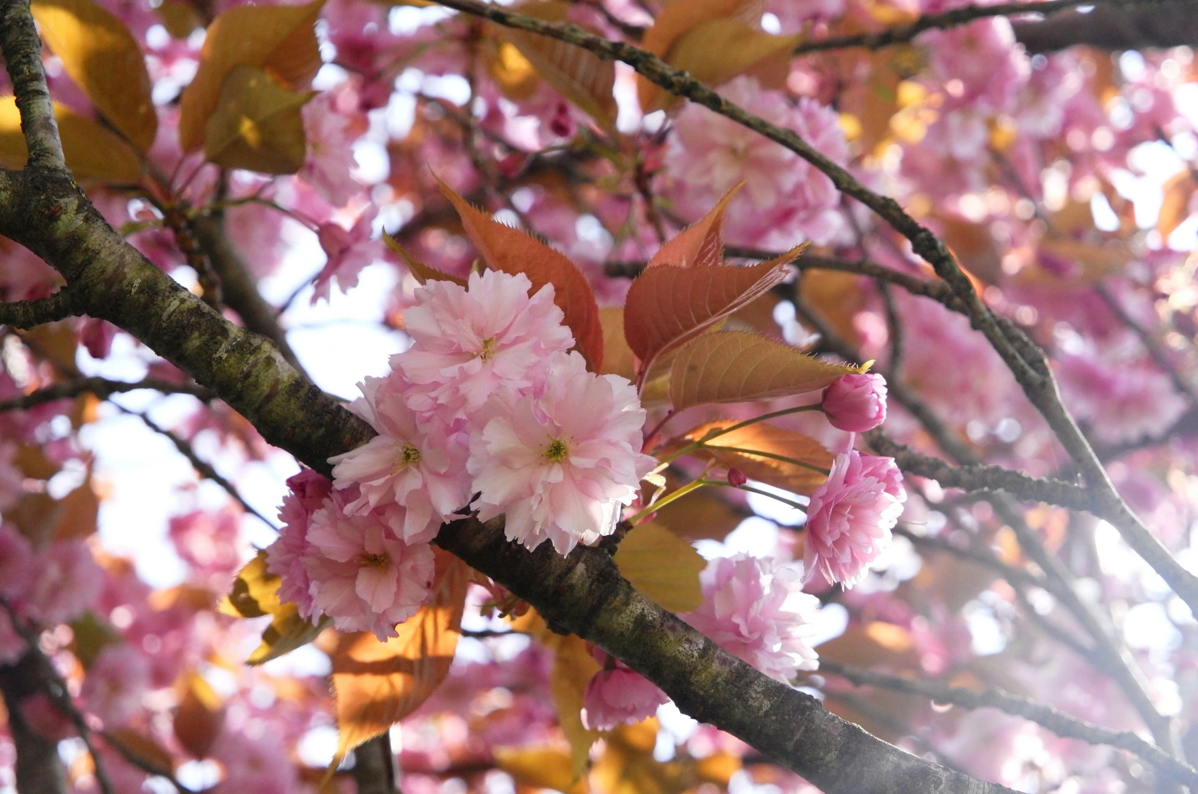 blossoms of different pink and yellow on a tree