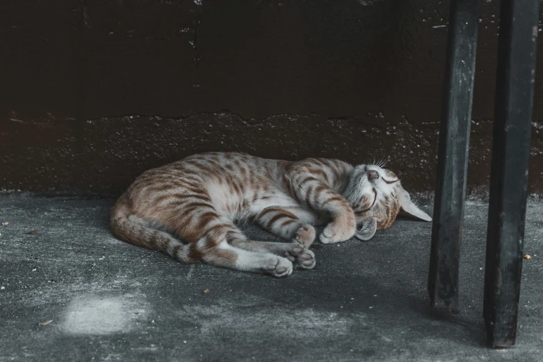 a cat is curled up by an open gate