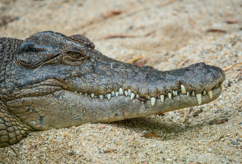an alligator laying down with its mouth open and eyes closed