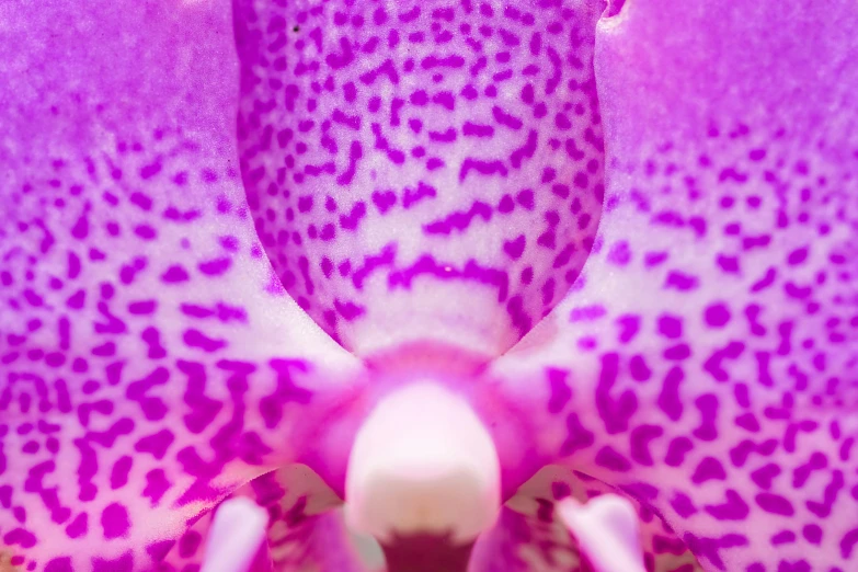 closeup view of the head and back end of an orchid