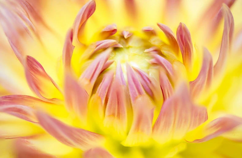 an image of a flower from below