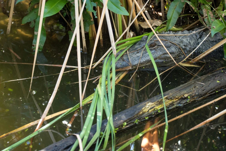 a dead nch in some water with leaves and plants