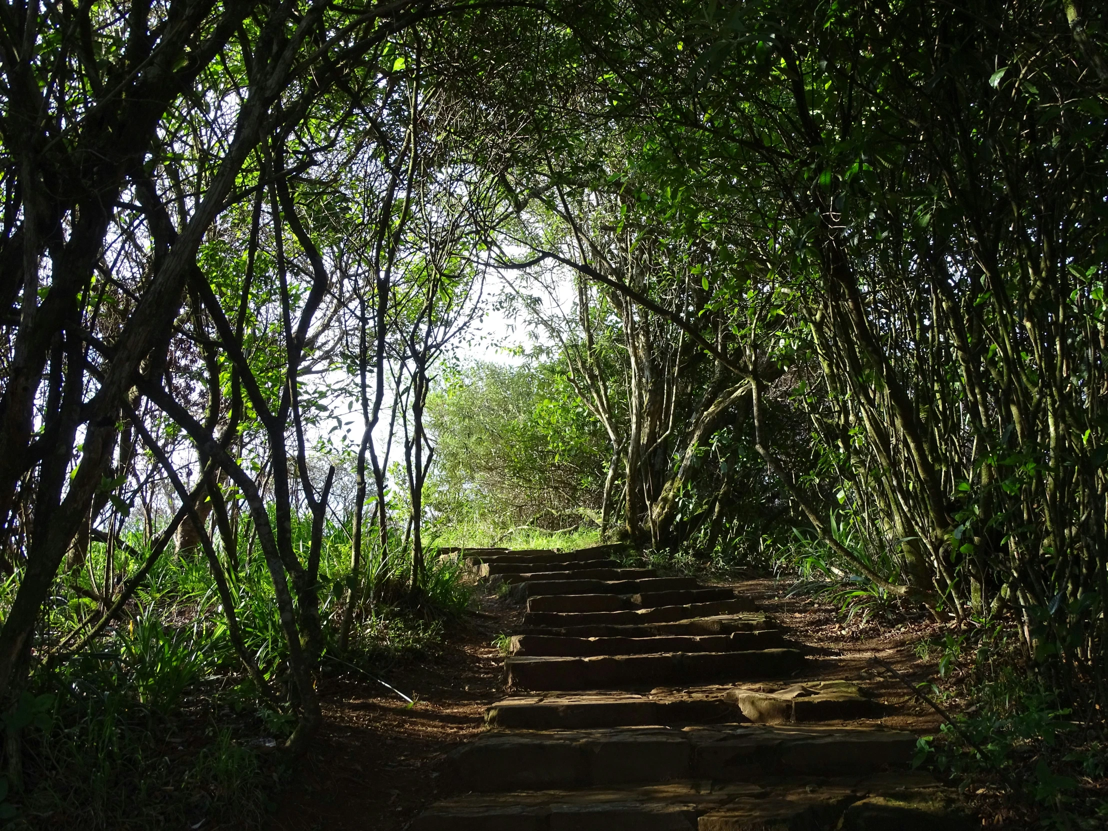 steps in a dense forest on a path