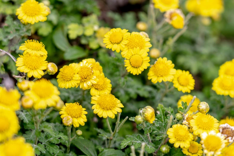 a lot of bright yellow flowers in a field