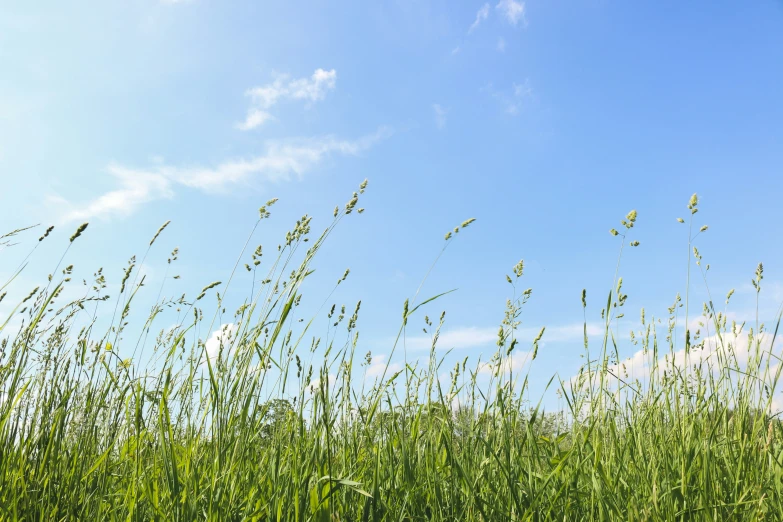 grass blowing in the wind and a bird flying above