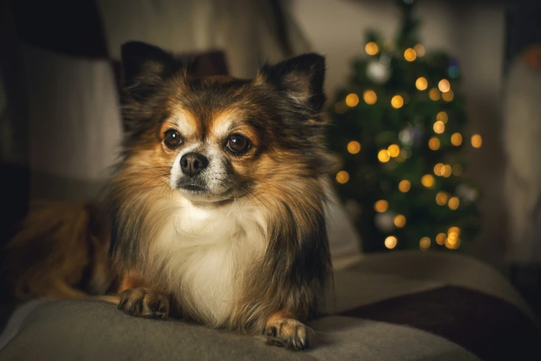 a dog is standing on a chair next to a christmas tree