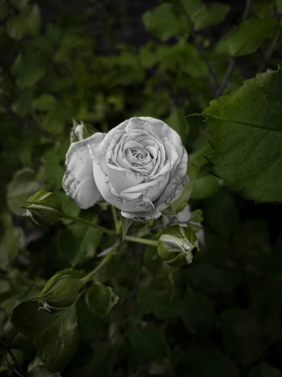 there is a rose that is sitting in the bushes