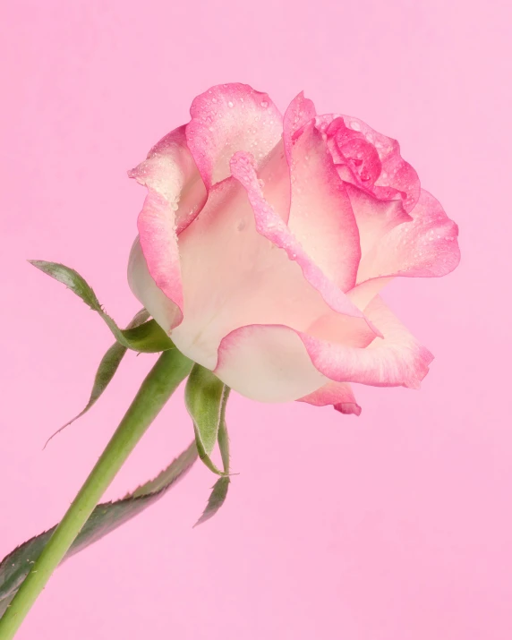 a pink rose with a bud hanging off the stem