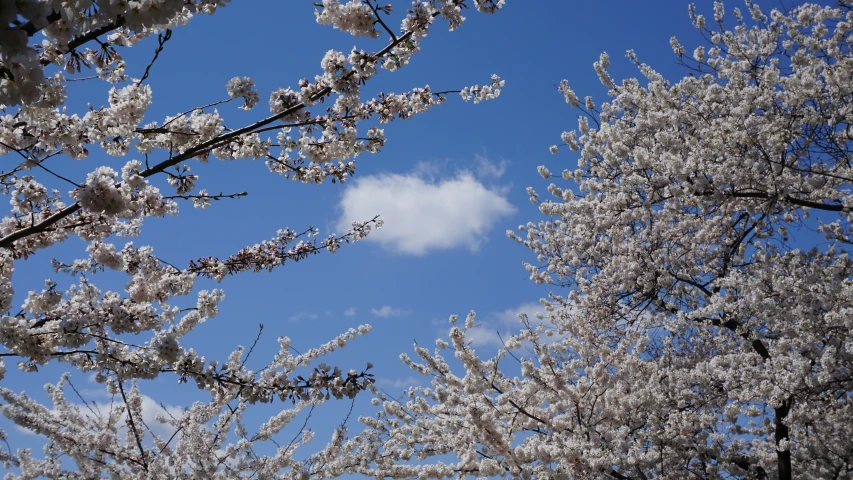 a cluster of white blossoming nches of trees with the sky in background