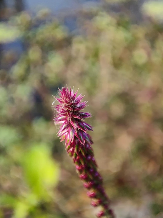 a red and pink flower with blurry green bushes in the background