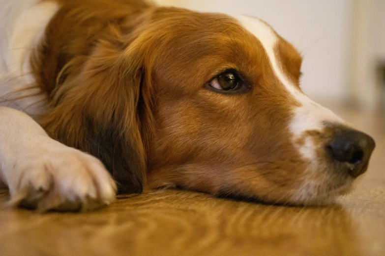 a closeup po of a dog lying down