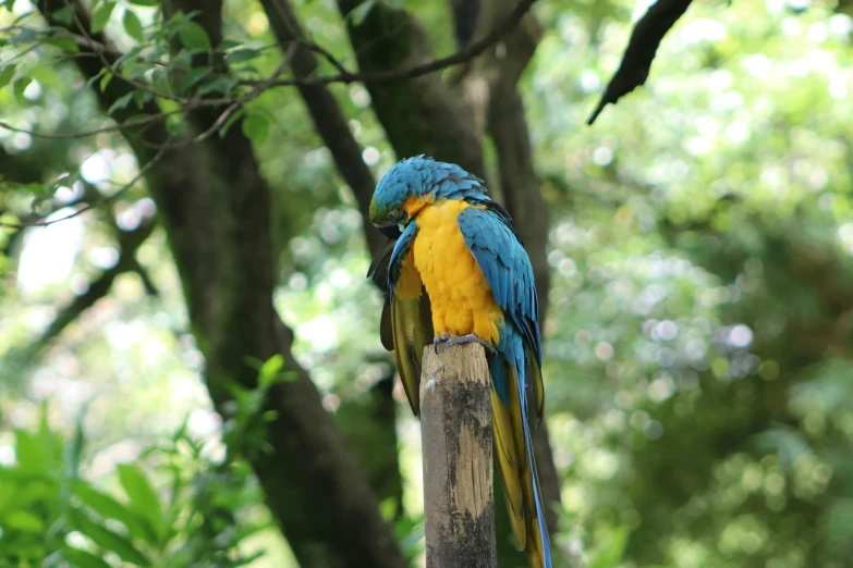 a colorful parrot perched on a wooden post