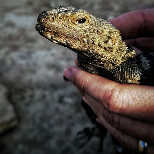 there is an adult iguado with its head up