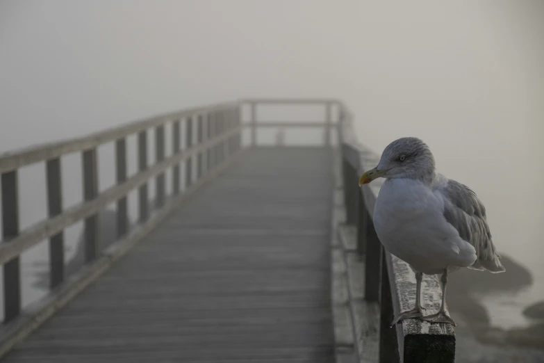 a bird is standing on a boardwalk in the fog