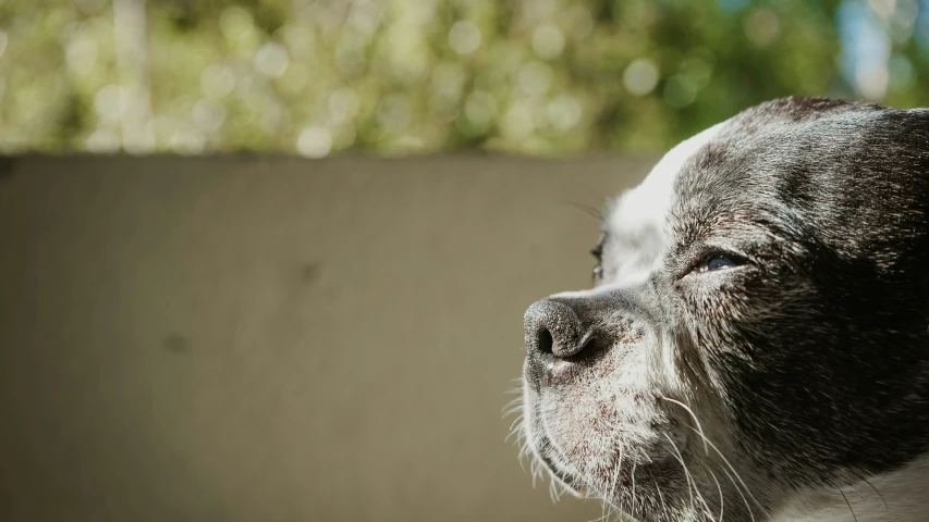 a small gray and white dog is staring out the window