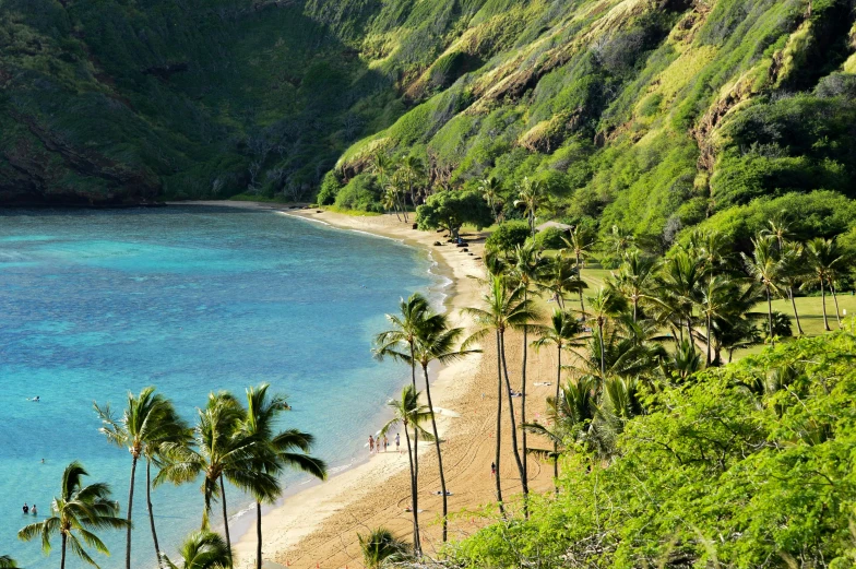 palm trees line the beach in front of a mountain