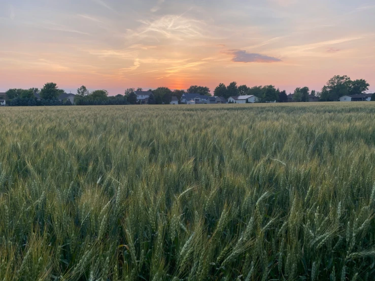 a large field with some tall grass and trees in the background