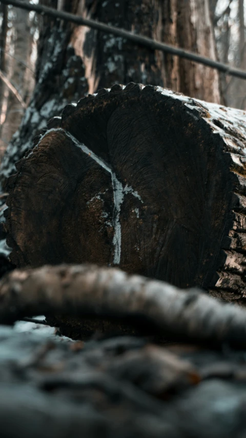 a large tree log surrounded by logs in a forest