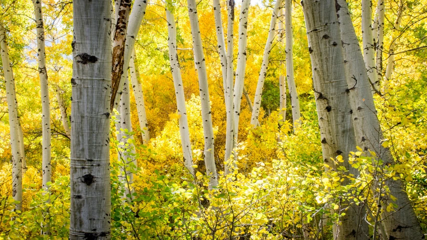 a grove of bright and colorful trees in the autumn