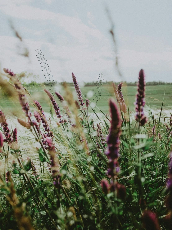 purple flowers are in the foreground of a green field