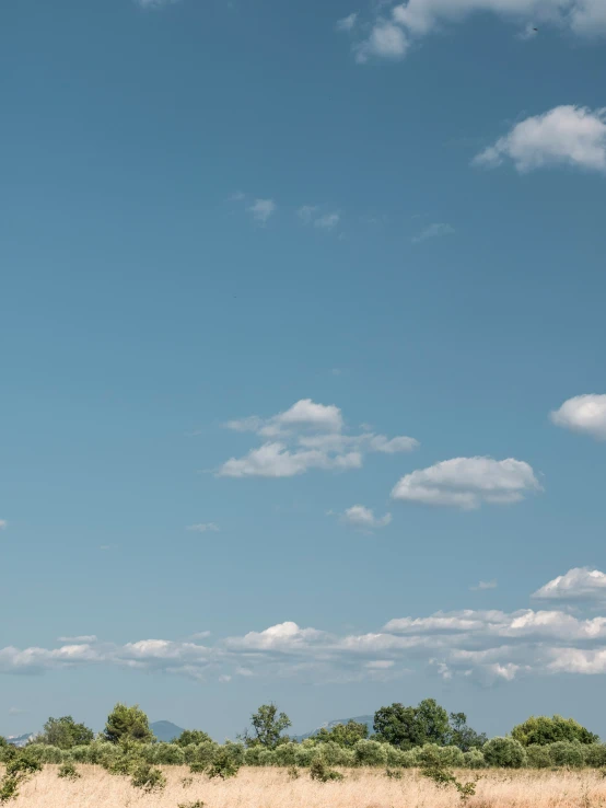 two elephants standing in the grass under a cloud filled sky