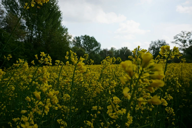 a large amount of flowers growing in the field