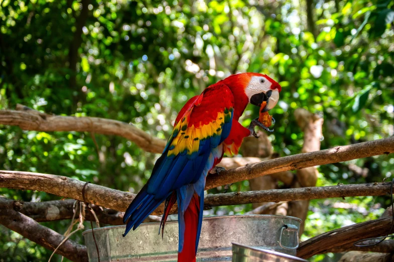 the parrot is perched on the tree nch holding an item in its beak