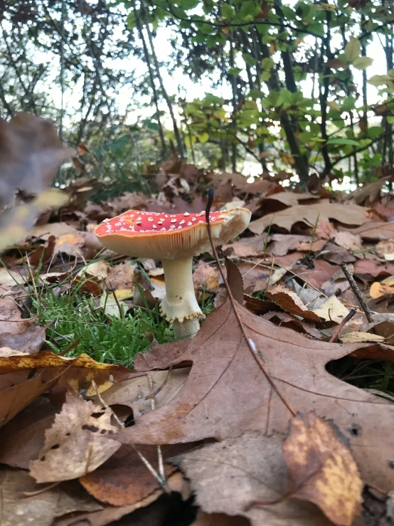 a red and white mushroom in the grass