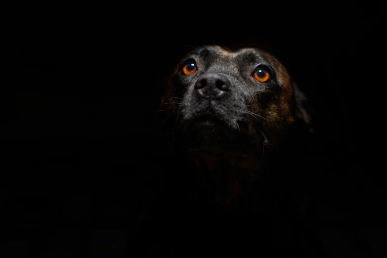 a dog with orange eyes sitting in the dark