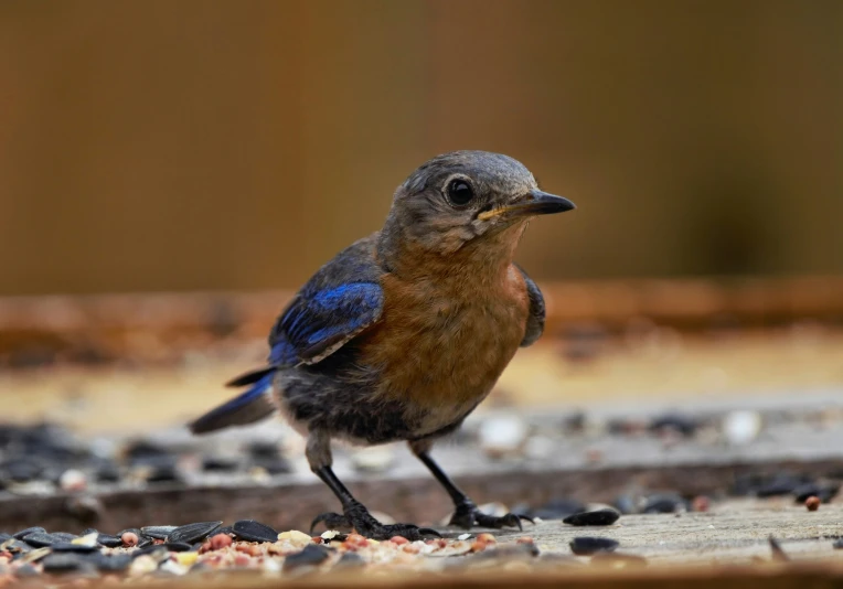 a small brown and blue bird standing on top of a wooden table