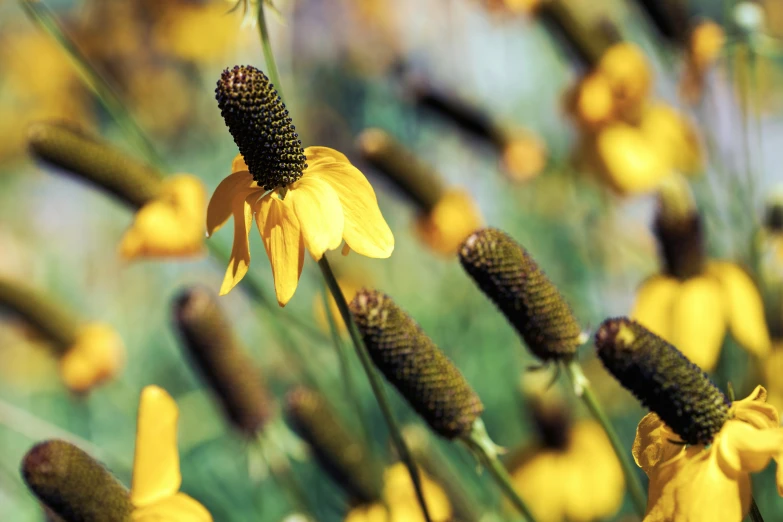 the yellow flowers are in a flowerbed