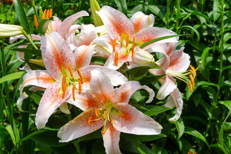 four pink and white flowers sitting in the grass