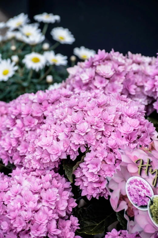 a bunch of flowers that have pink petals